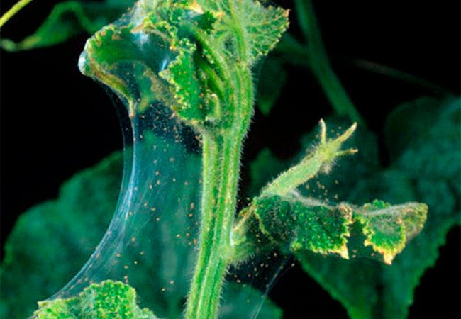Паякови акари върху краставици в оранжерийни мерки за контрол