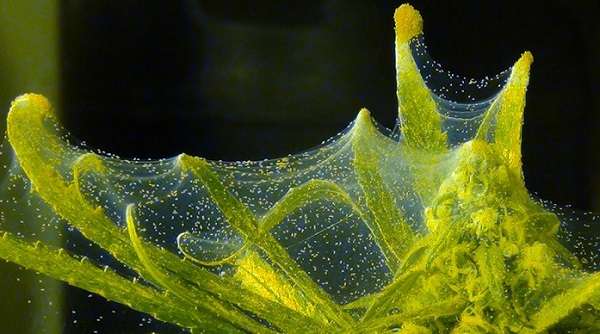 Spider roztoči na okurkách v opatření na kontrolu skleníku