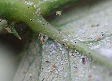 Spindelmider på gurkor i ett växthuskontrollåtgärd