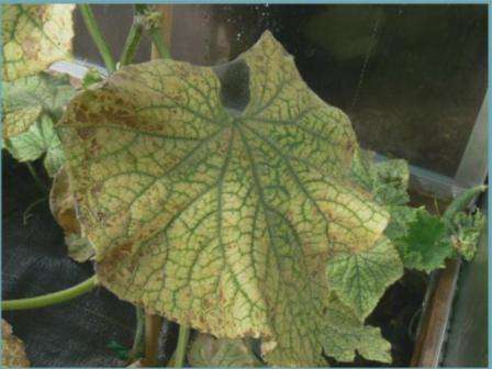 Spider mites on cucumbers in a greenhouse control measures