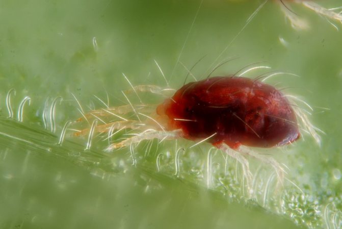Spider mite on plants