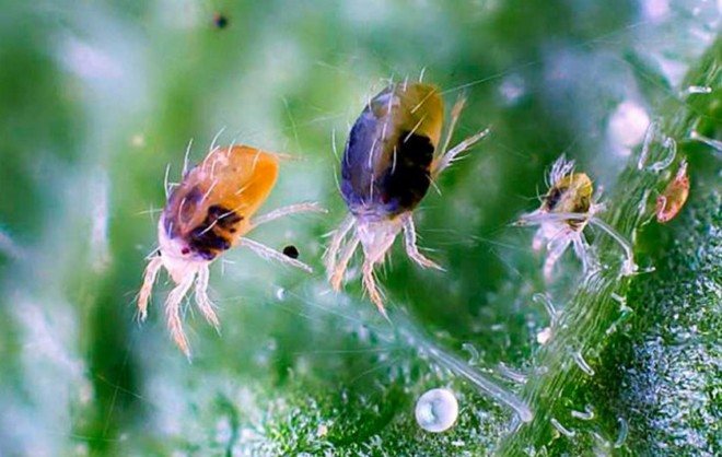 Spider mite
