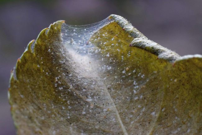 Spider mites on leaves