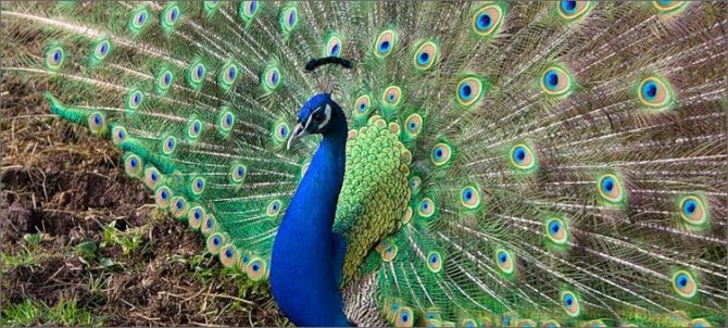 peacock-tailed