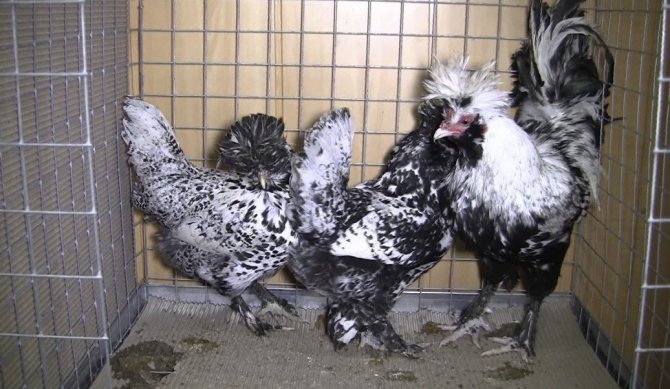Pavlovsk kycklingar i en bur