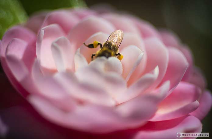 Bee on camellia flower