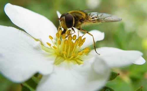 Пчела на пет пръст цвете