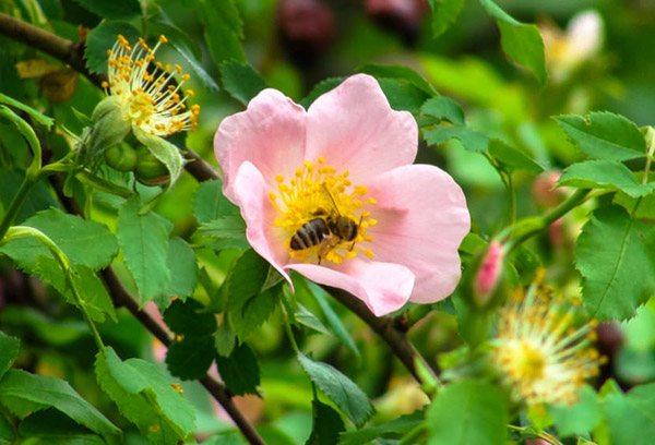 Пчела на шипково цвете