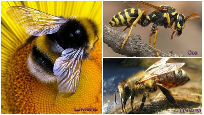 Albină, bondar și viespe