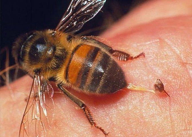 Biene im Haus