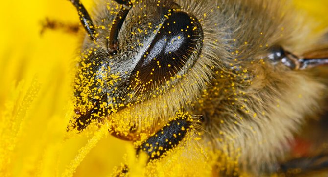 Bi pollen: utseende och kemisk sammansättning