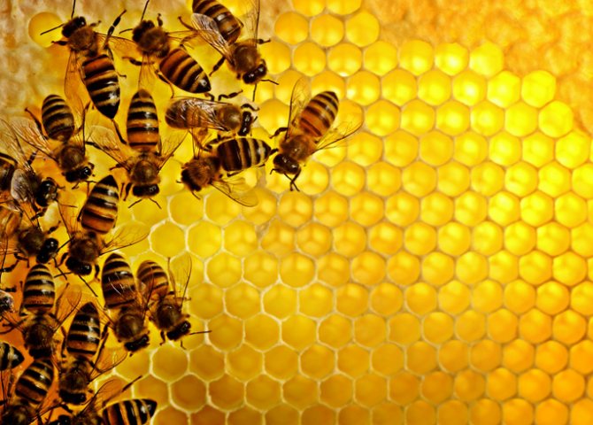 Mga honey bees