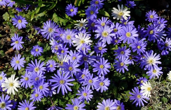 Liverwort: a vibrant primrose rug in your garden
