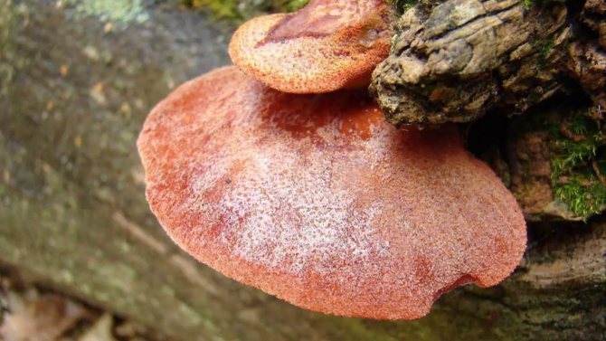 Liver mushroom