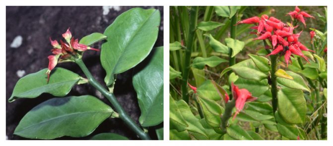 Pedilanthus är en vacker tropisk buske. Artöversikt och vård