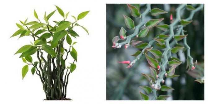 Pedilanthus е красив тропически храст. Преглед на видовете и грижи