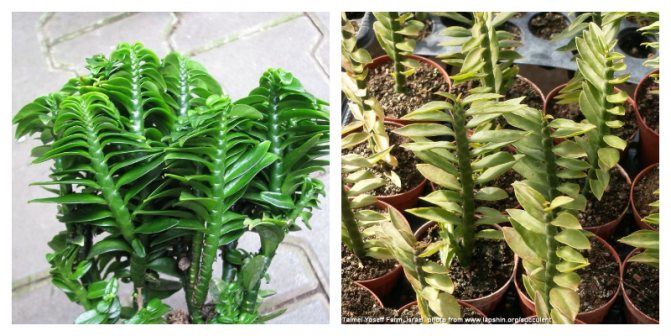 Pedilanthus is a beautiful tropical shrub. Species overview and care