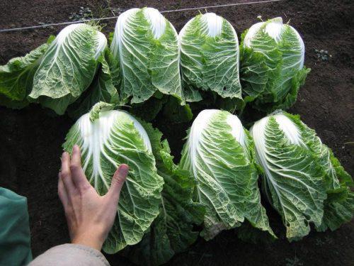 Chinese cabbage Lenok F1
