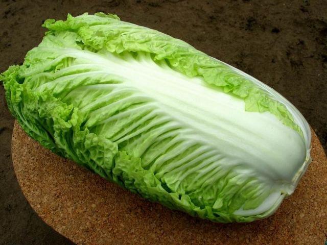 Beijing cabbage Nika