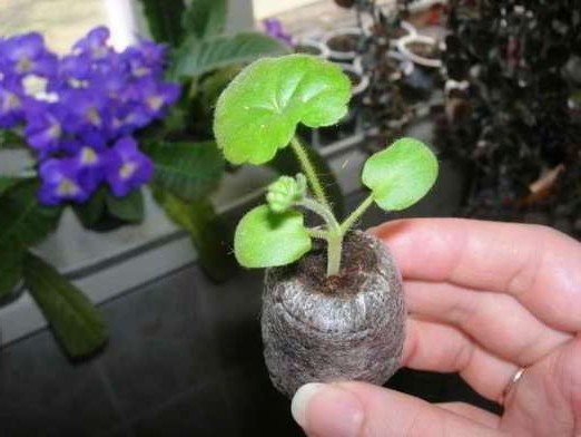 pelargoniu din semințe acasă în tablete de turbă