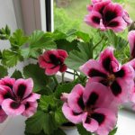 Pelargonium royal: Foto der häuslichen Pflege