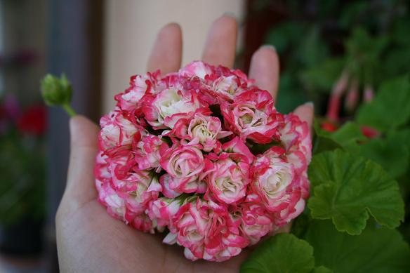 Pelargonium zoned Apple Blossom Rosebud
