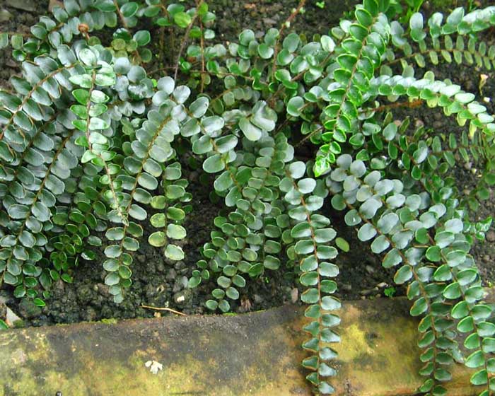 Round-leaved pellet - fern species