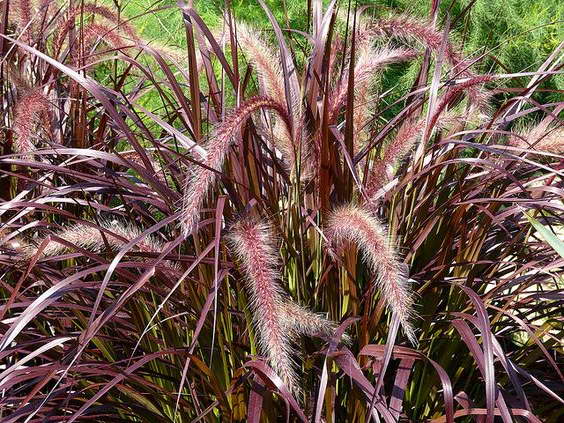 Pennisetum bristly cultivation and care in the open field