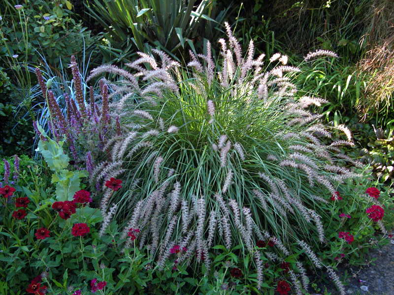 Pennisetum ориенталско отглеждане от засаждане на семена и грижи