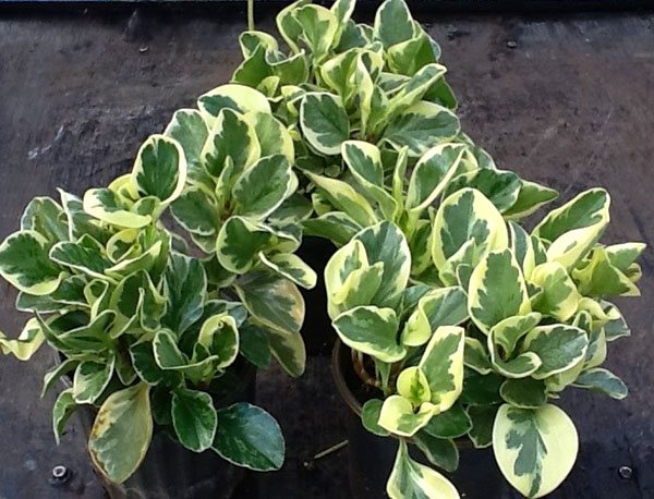 peperomia blunt-leaved