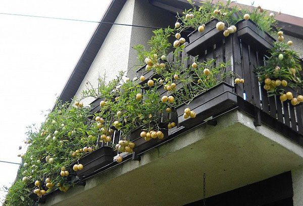 Pepino sa balkonahe