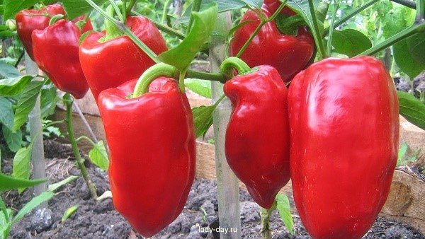 Pepper Atlant: popis odrůdy, vlastnosti, výsadba a péče