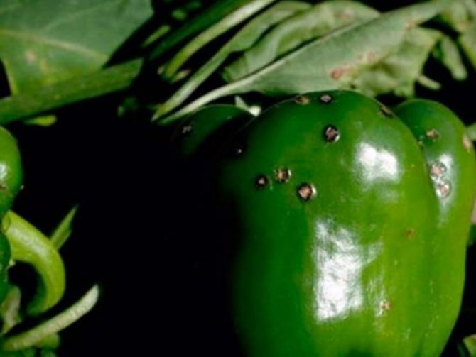pepper Hercules disease bacterial spotting