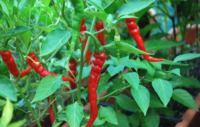 Cayenne pepper prefers warm, tropical locations