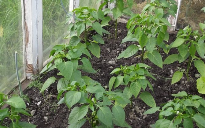 Peppar växer inte bra i växthuset