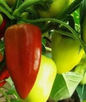 Pepper Gift of Moldova: characteristics and description of the sweet variety with a photo