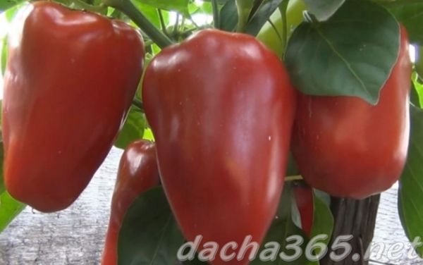 Pepper Gift of Moldova: charakteristika a popis sladké odrůdy s fotografií