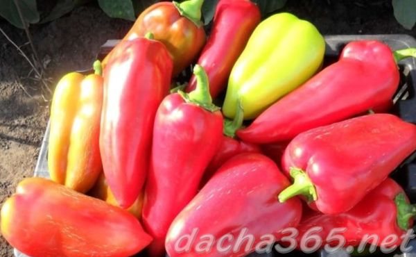 Pepper Gift of Moldova: characteristics and description of the sweet variety with a photo
