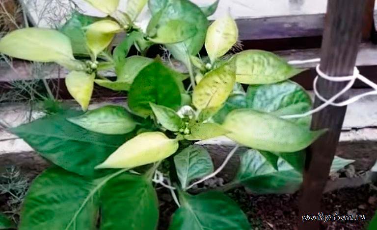 Pepper-yellowed-and-not-growing
