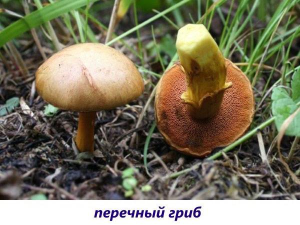 pepper mushroom