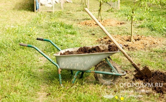 Преди да използвате сухи торове, почвата под дърветата трябва да бъде добре навлажнена