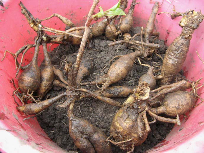 Before planting, the tubers must be placed in cool water for 11-12 hours, then they are removed from the water and left for 10-15 minutes to dry