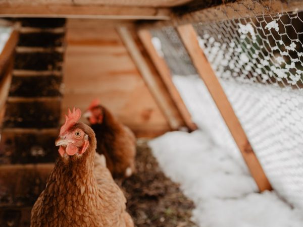 Innan du väljer och installerar utrustning för uppvärmning av kycklingar är det nödvändigt att rengöra, desinficera och isolera kycklinghuset