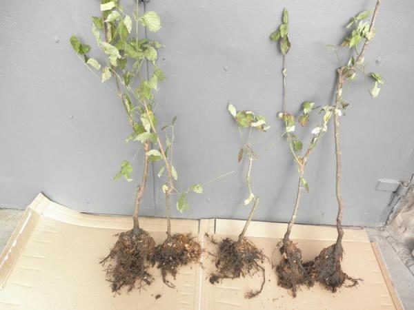 Before planting dogwood seedlings, they should be placed in water for several days.