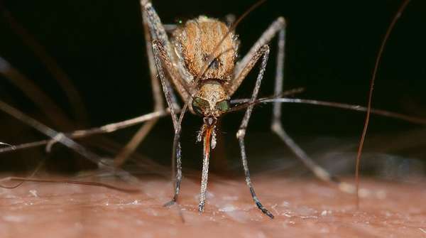 Přenos HIV komárů (mýtus)