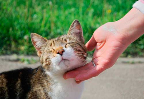 Are fleas transmitted from cat to person?