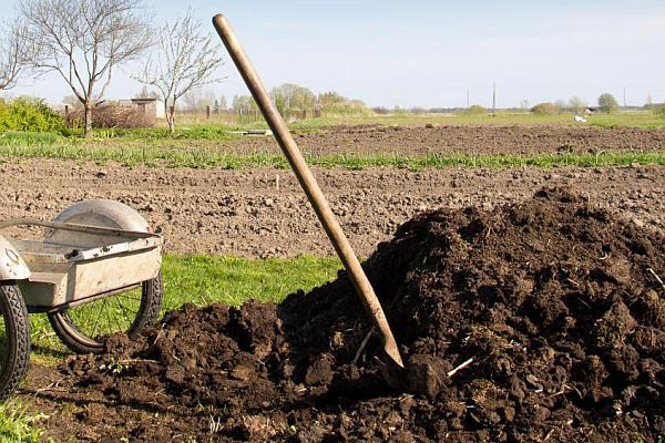 Humus bude sloužit jako dobré hnojivo pro půdu.