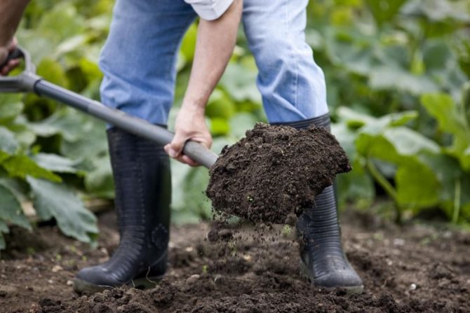 Изкопайте земята в зеленчукова градина, чиста от излишната трева