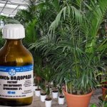 peroxide for plants