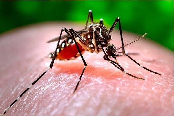 Zika sjukdom vektor